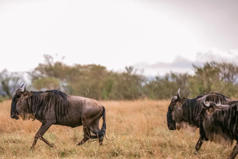 8-Day Safari in Kenya - A Holiday with Purpose - wildebeest in Masai Mara