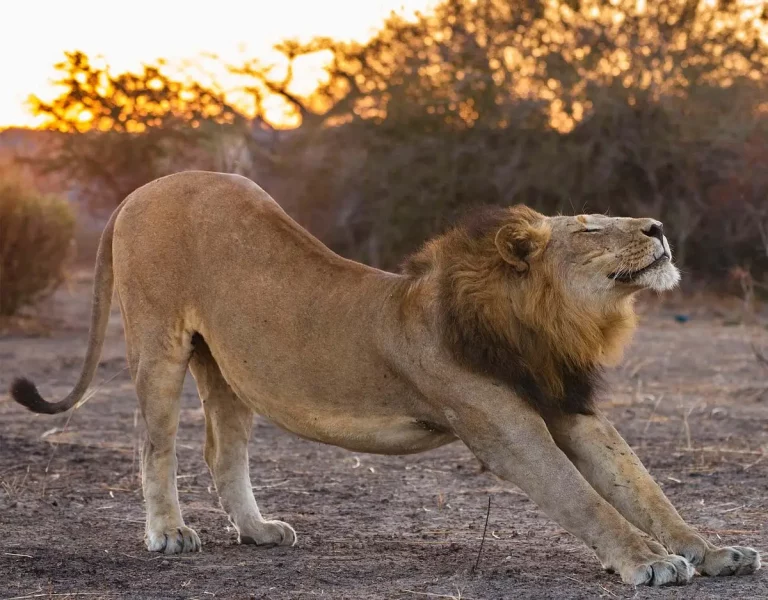 Family safaris in kenya 7 days Kenya wildlife safari tour