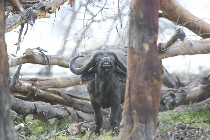 Buffalo at Sanctuary Farm - KenyaLuxurySafari.co.uk