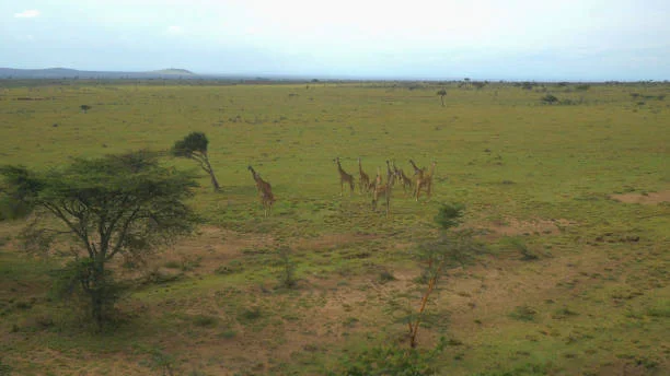 The Magical, 8-Day, 7-Night Helicopter and Wildlife Tour in Kenya