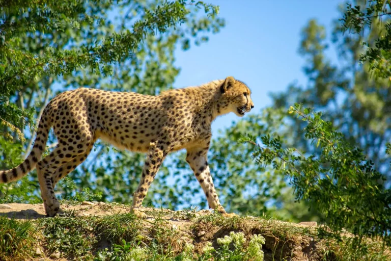 African safari lodge- a chettah photographed walking in the mara