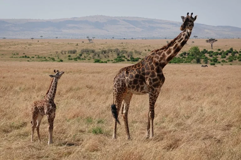 African safari hotel- a lion snoozing it up in the Mara savannah
