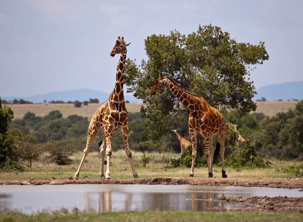 The Luxury, 8-Days, Classic Honeymoon in Kenya