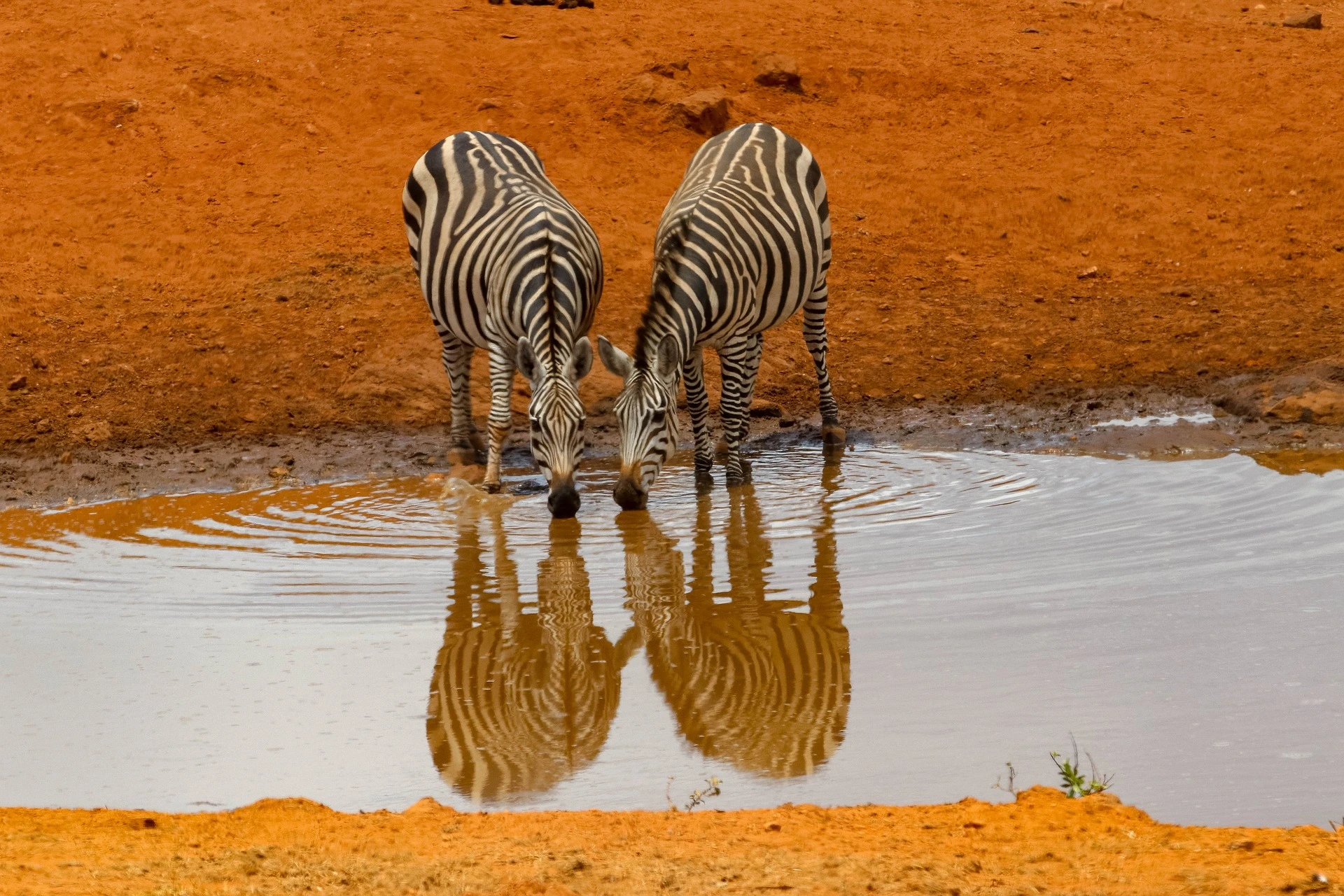 Zebras drinking water in Tsavo East National Park