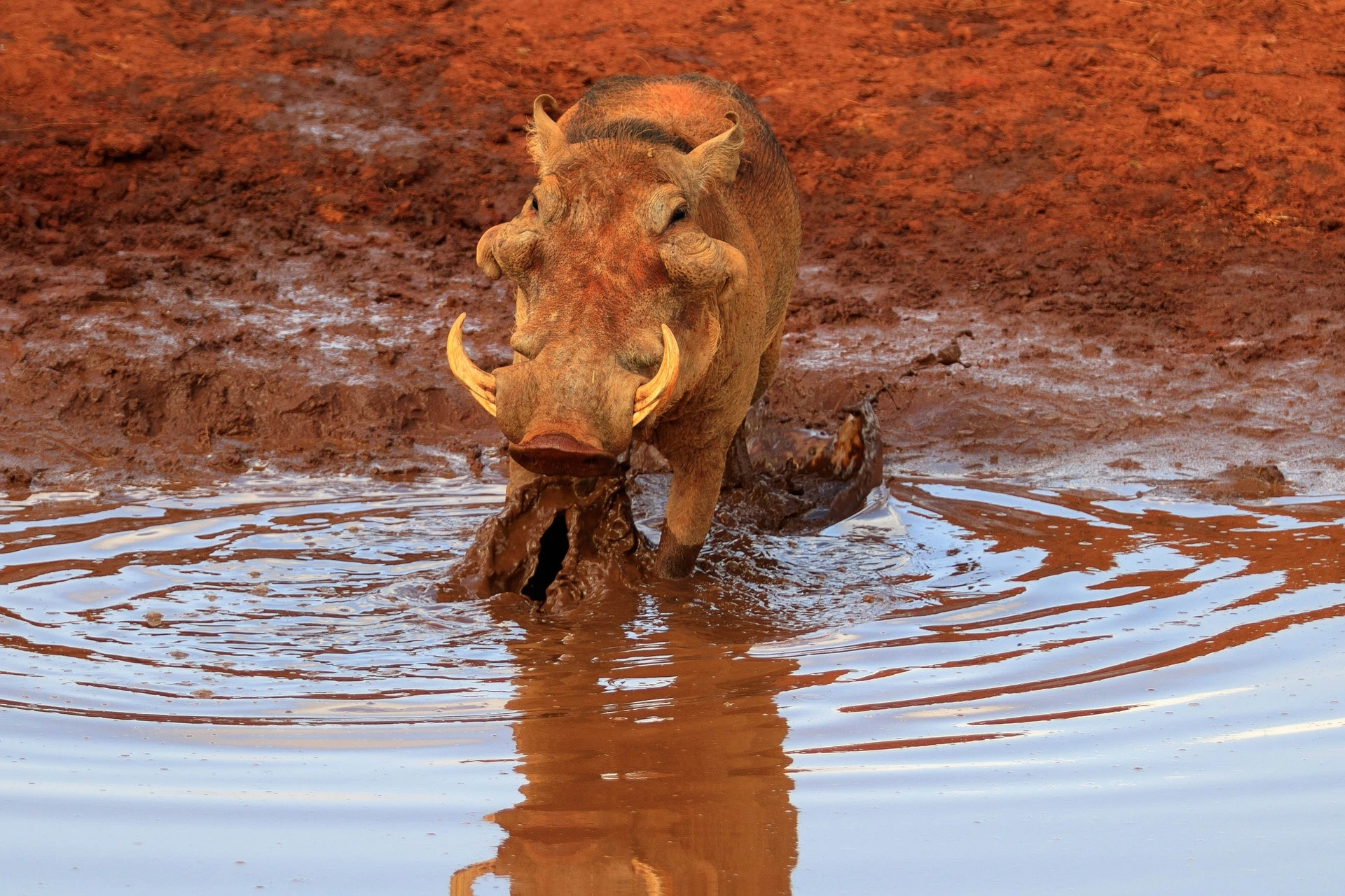 Warthog Drinking Water in the Red Soils of Tsavo West National Park