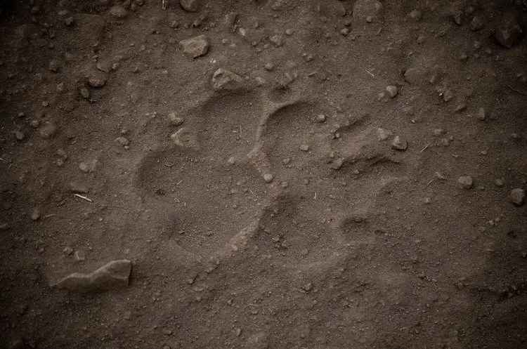 Maximizing wildlife encounters on a Selous walking safari