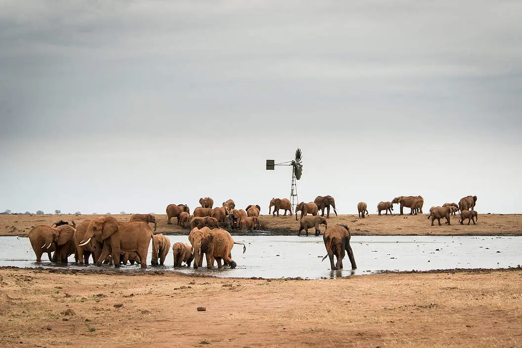 Elephant preservation efforts by the Daphne Sheldrick Elephant Orphanage - elephants at a waterhole