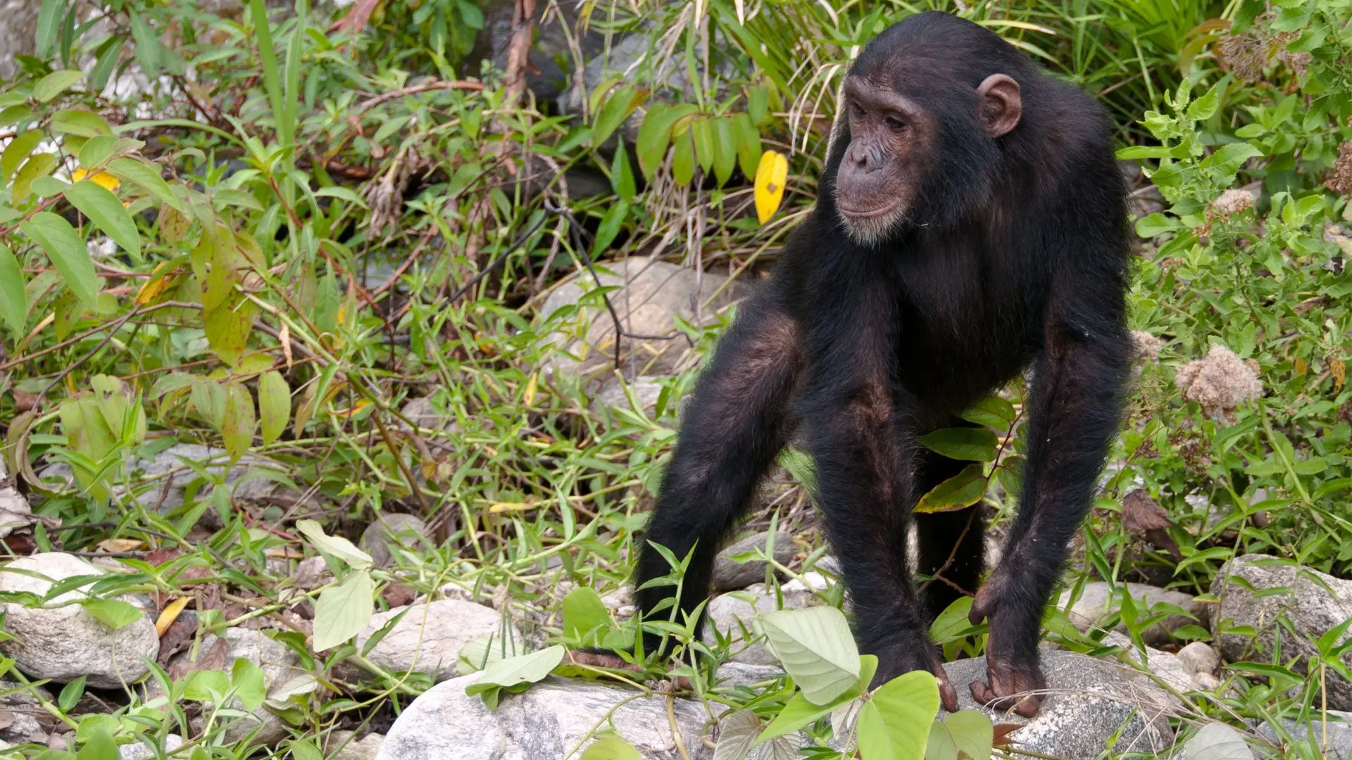 Exploring lesser known parks in Tanzania luxury safari tours