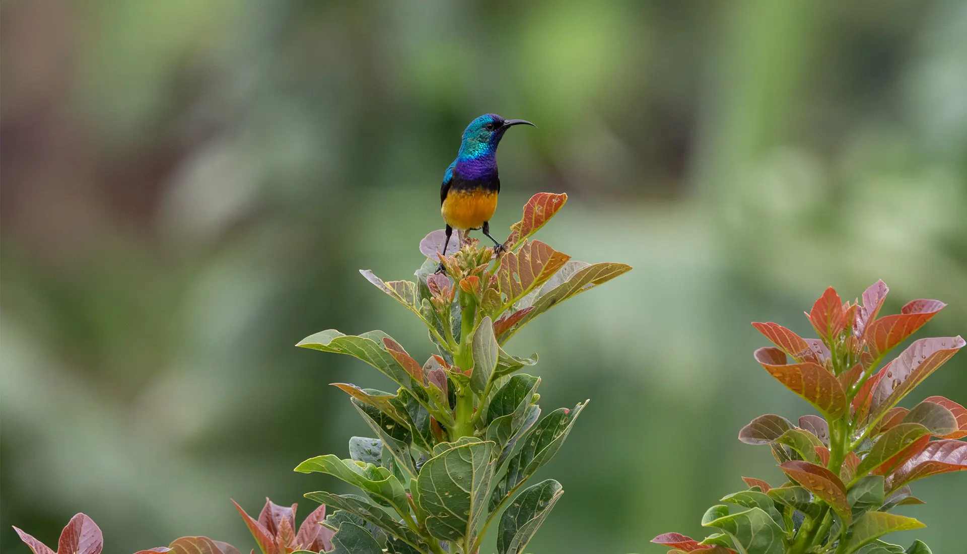 Bird watching in Lake Naivasha Kenya - a bird resting on a tree