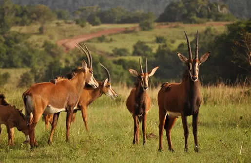 Kenya Beaches and Wildlife Safari Tours - Shimba Hills National Park