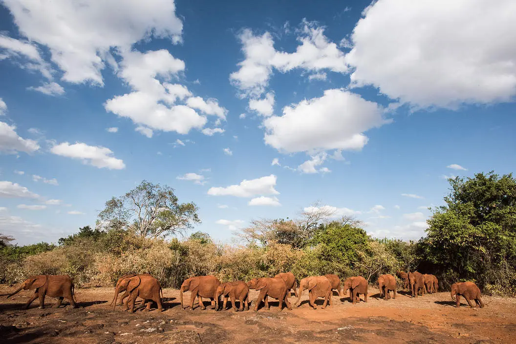 Elephants taking a stroll at Sheldrick Elephant Orphanage - a herd of elephants