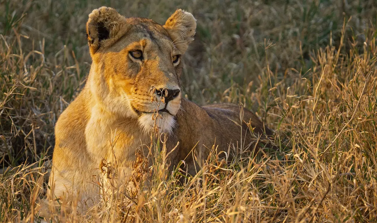 Masai Mara Luxury Safaris - lion in Maasai Mara