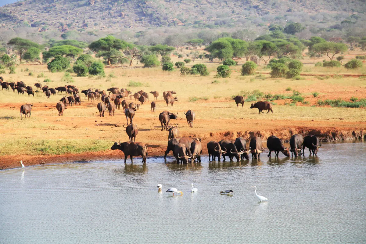 Game drives at Tsavo West - Wildlife at a waterhole in Tsavo