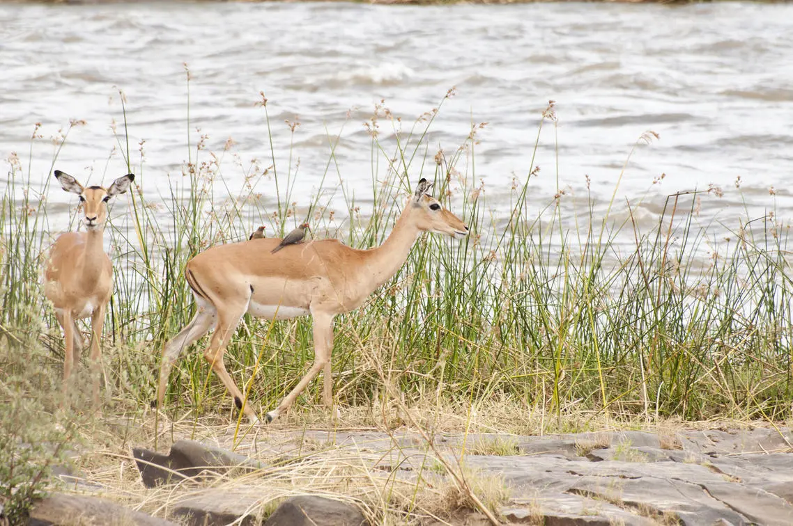 When to a embark on a South Tanzania safari