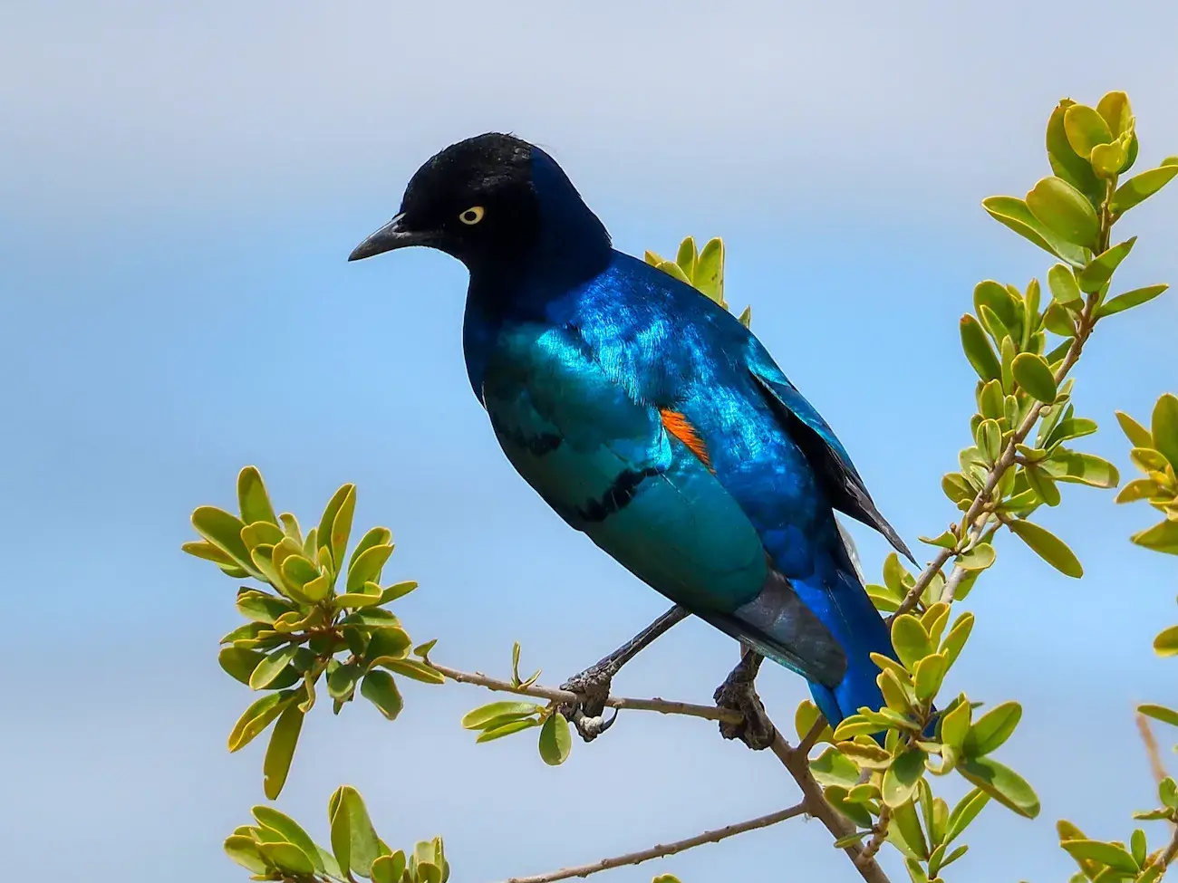 Brid watching in Tarangire National Park