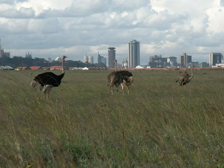 A couple on a safari in Masai Mara National Reserve, Kenya