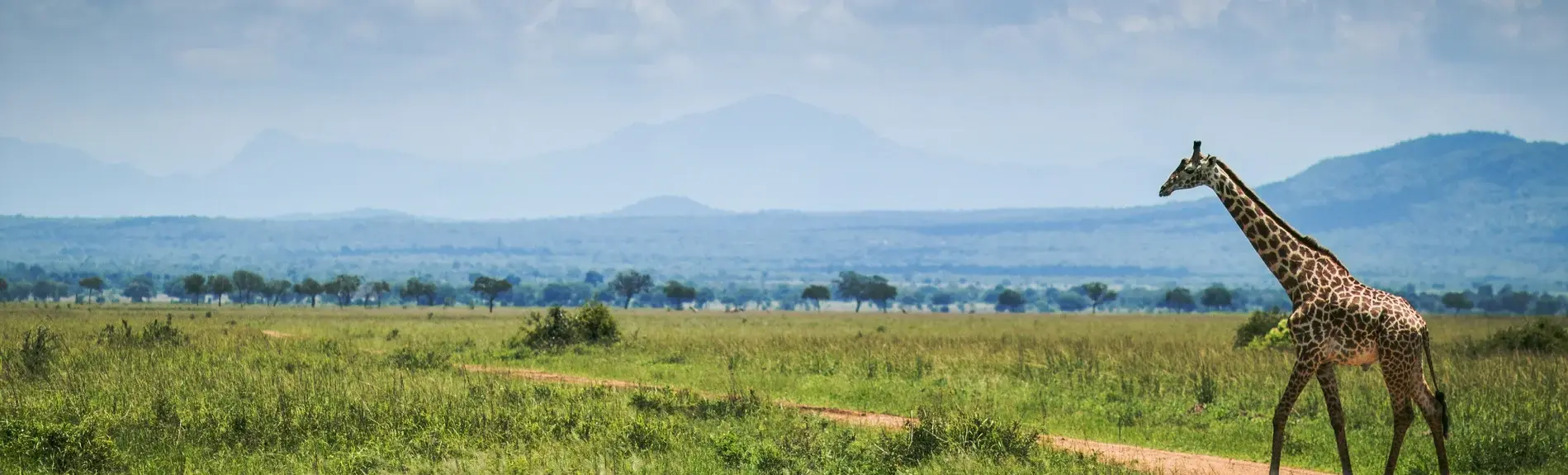 Encountering wildlife on a South Tanzania safari