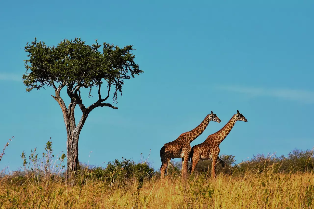 Budget Friendly Lodging Options - Masai Mara game drives spotting elephants.