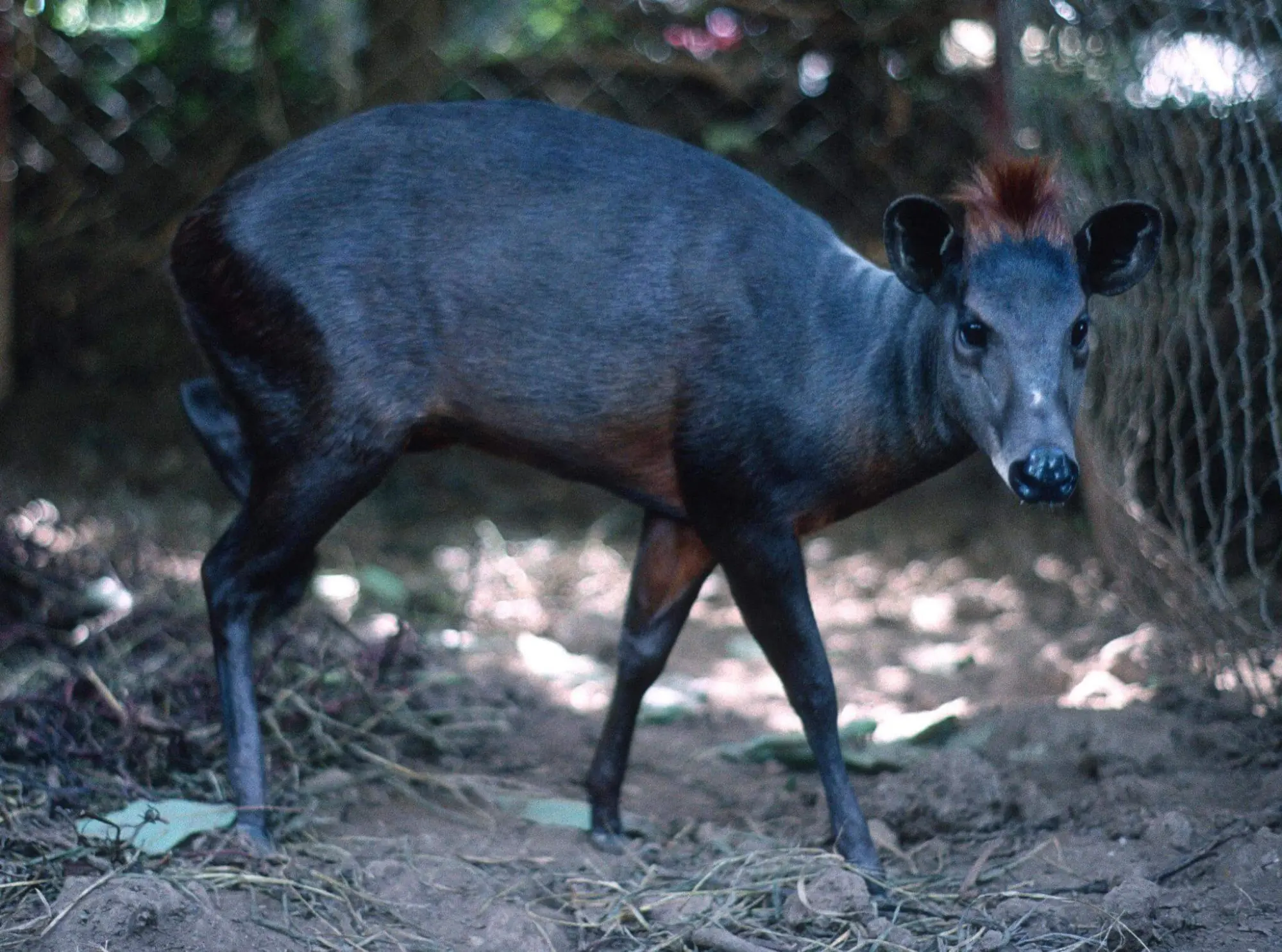 Unique animal encounters on South Tanzania safari