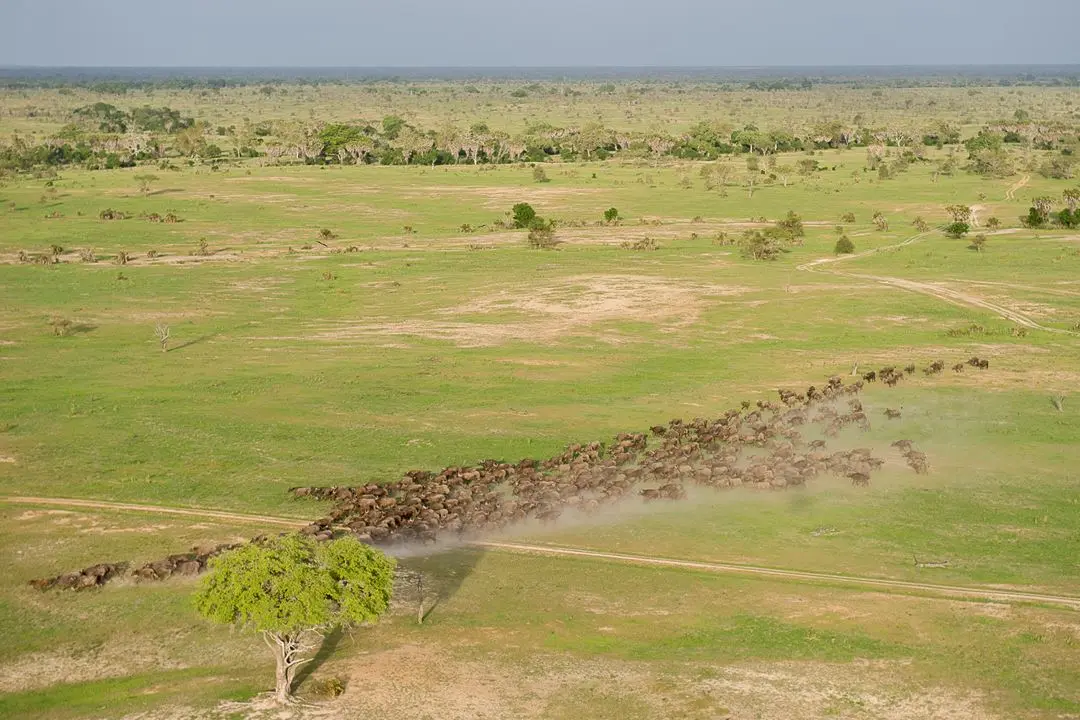 Best time for Selous Game Reserve Safari