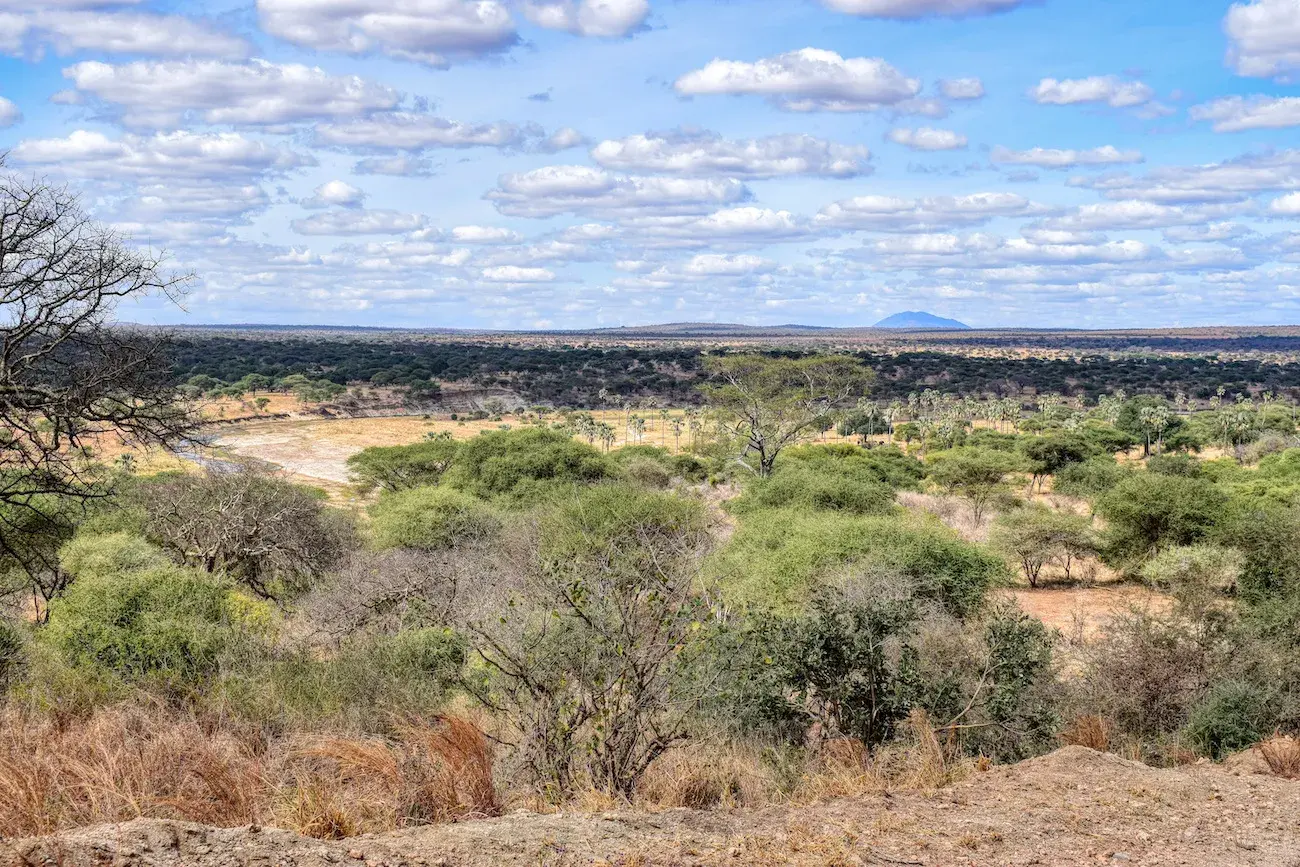 Whether patterns in Tarangire National Park