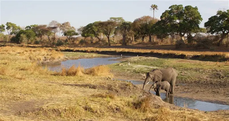 South Tanzania safari - exploring the pristine South Tanzania Parks