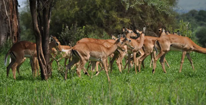 Planning a budget Tanzania Safari