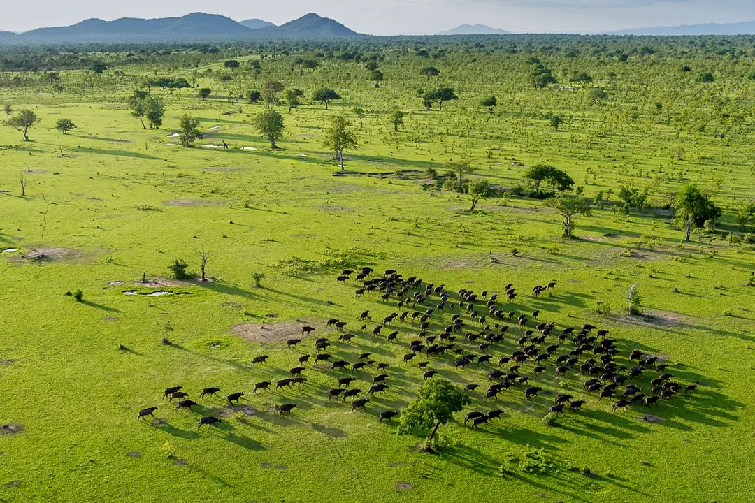 Planning a safari to Selous game reserve