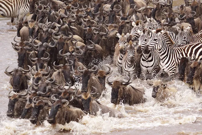 Kenya wildebeest migration
