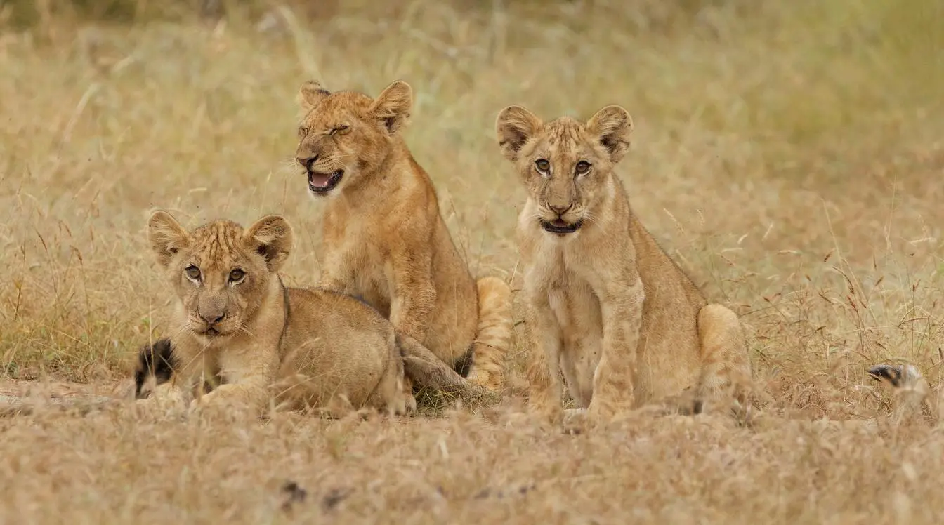 Best National Parks on the Southern Tanzania safari circuit