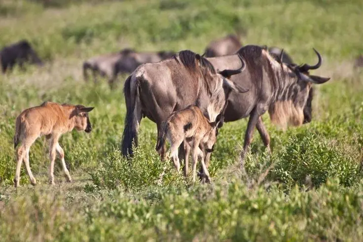 A herd of wildebeest during the wildebeest migration masai mara in the Calving Season