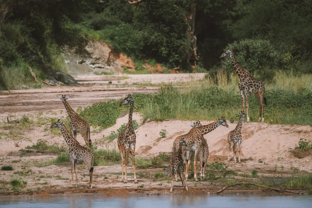 When to go for Safari holiday Tanzania