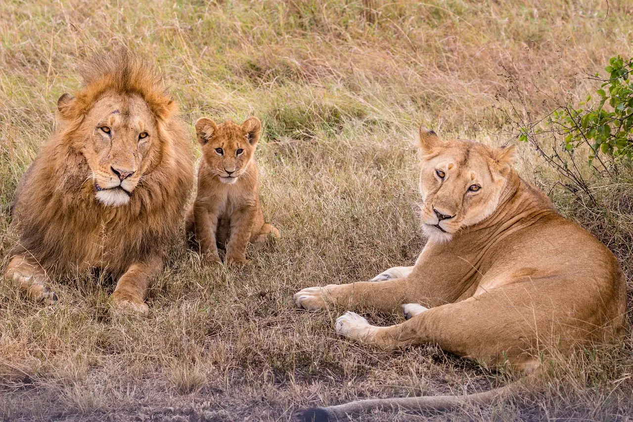 Game drives in Nanyuki - lions