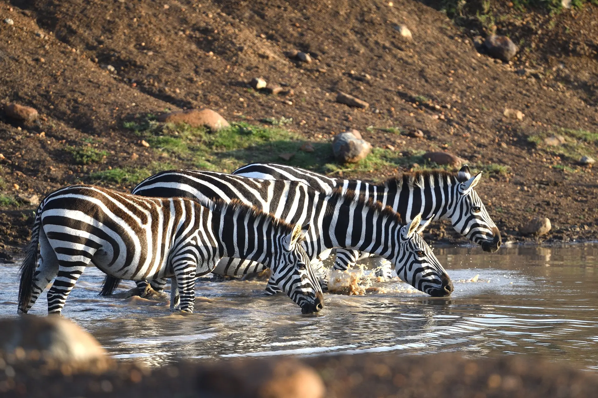 Great migration Masai Mara - zebras at Grumeti River drinking water