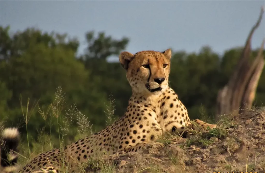 A view of leopard spotted during Zimbabwe safari