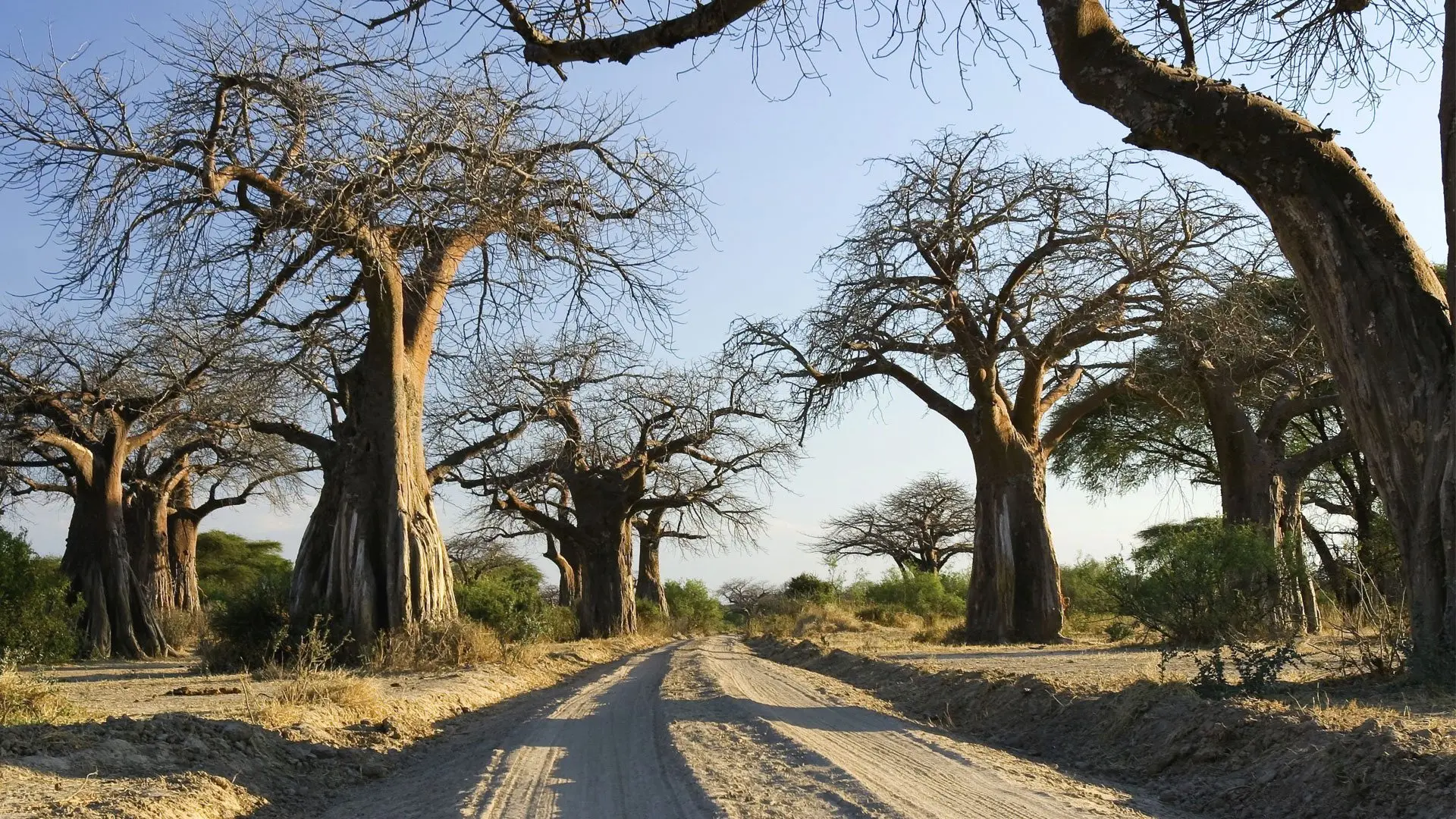 Southern Tanzania safari to Ruaha National Park