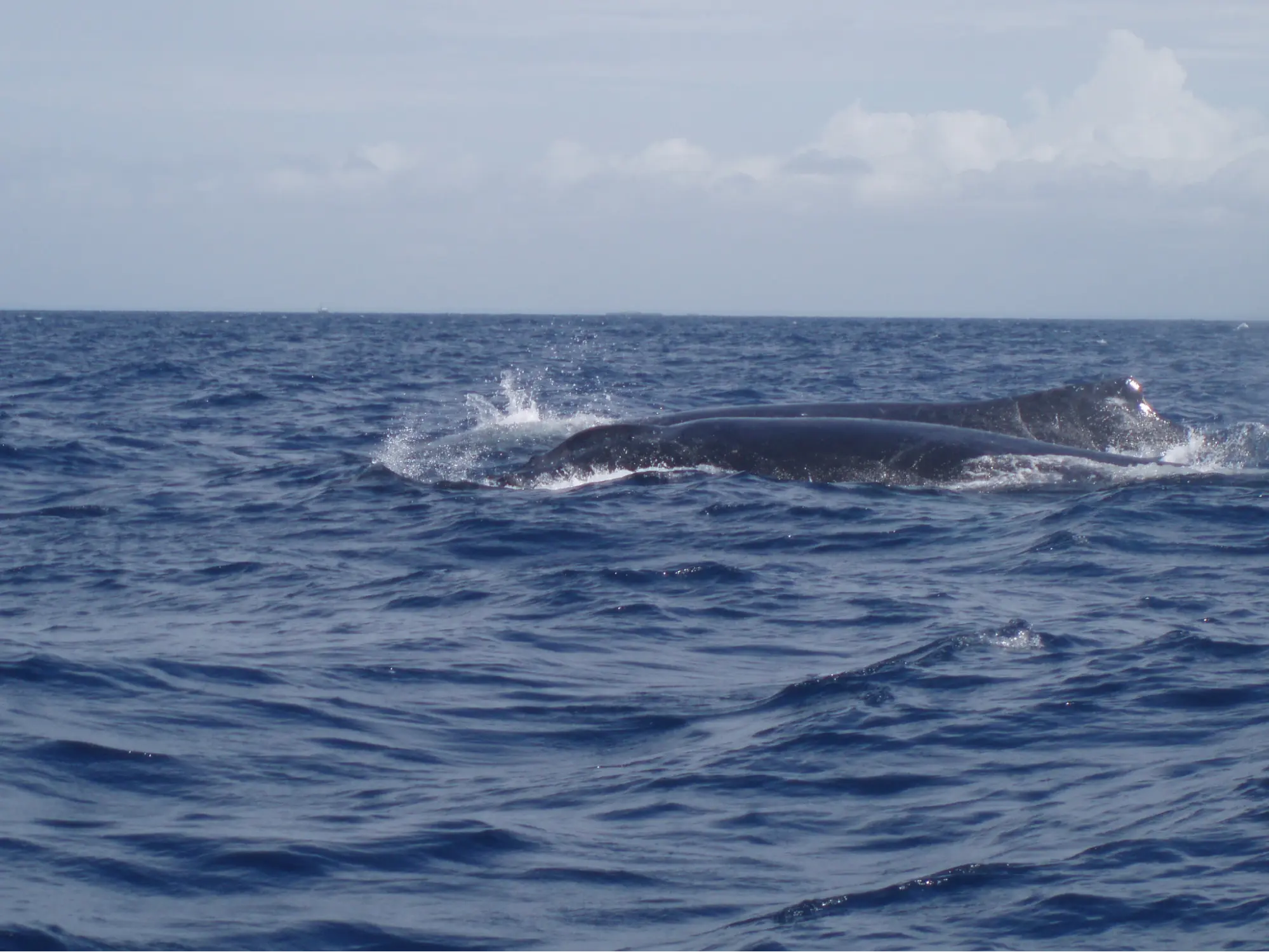 Venturing beyond Kenya Beaches to spot whales - Whale sharks in Diani