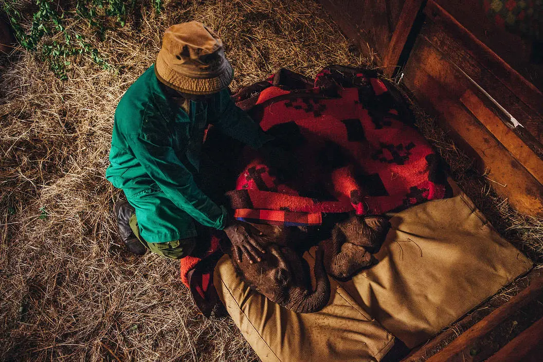 How elephants sleep at the Elephant Orphanage Kenya - an elephant keeper lulling a baby elephant