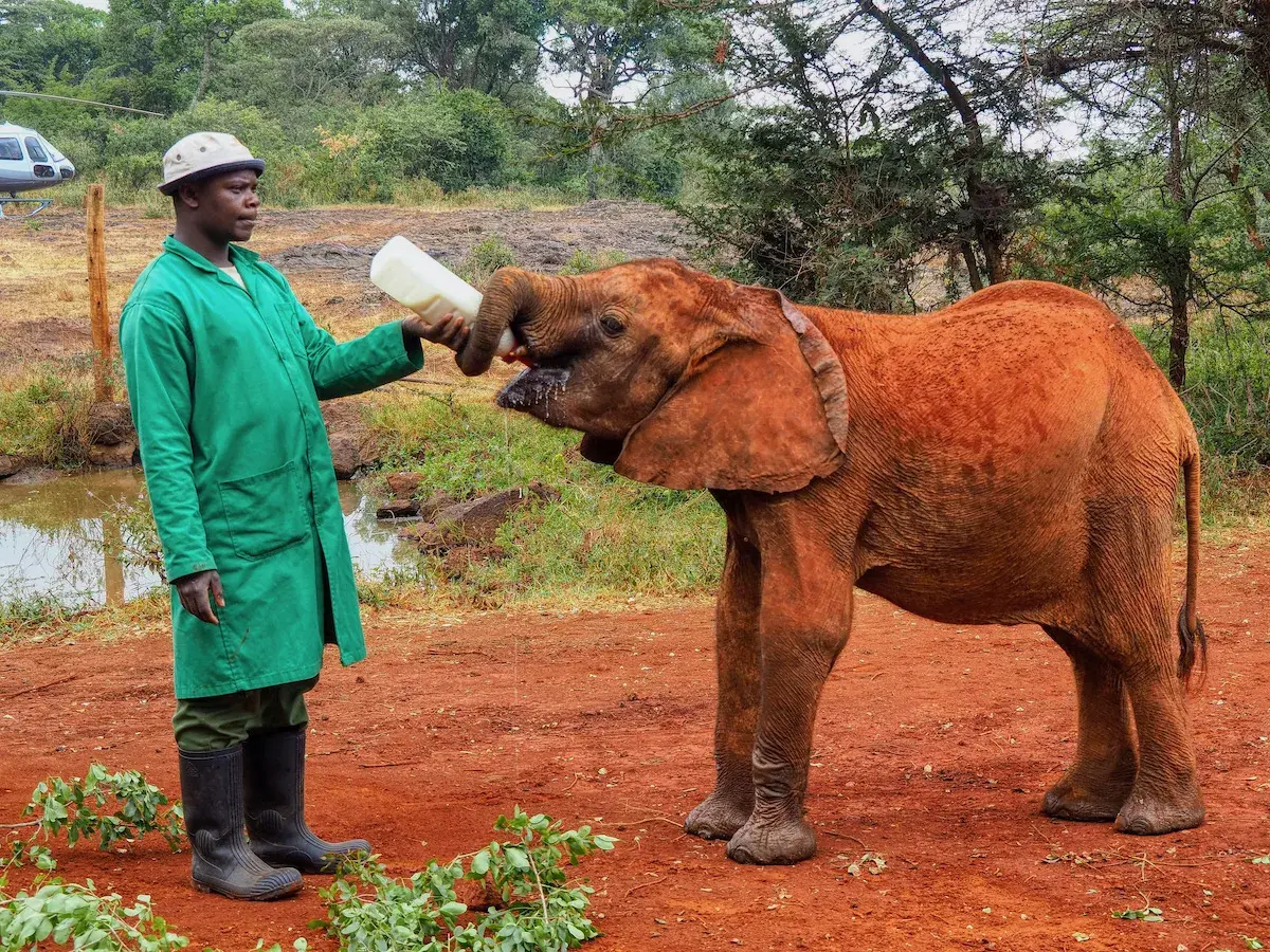 Feeding session at the Elephant Orphanage Kenya - a keeper feeding a young elephant